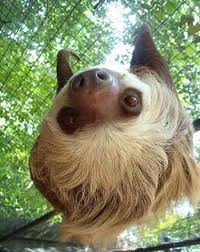 Lasting Literacy Learning: Lessons From a Sloth